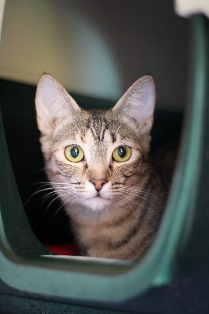 Melocotón, nuestra fruti atigrada en adopción Madrid