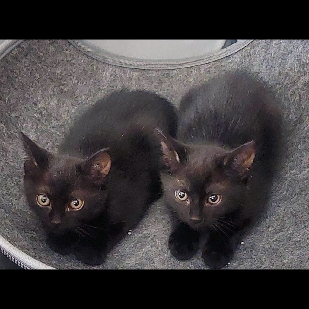 Imagen de Brujita y Mora, hermanitas