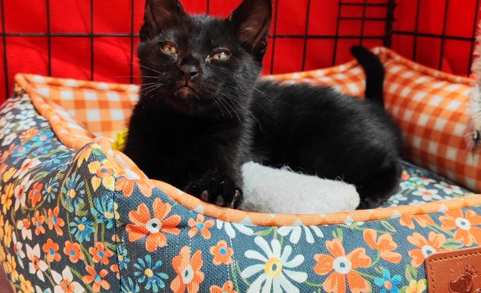 Imagen de Brujita, panterita adopción