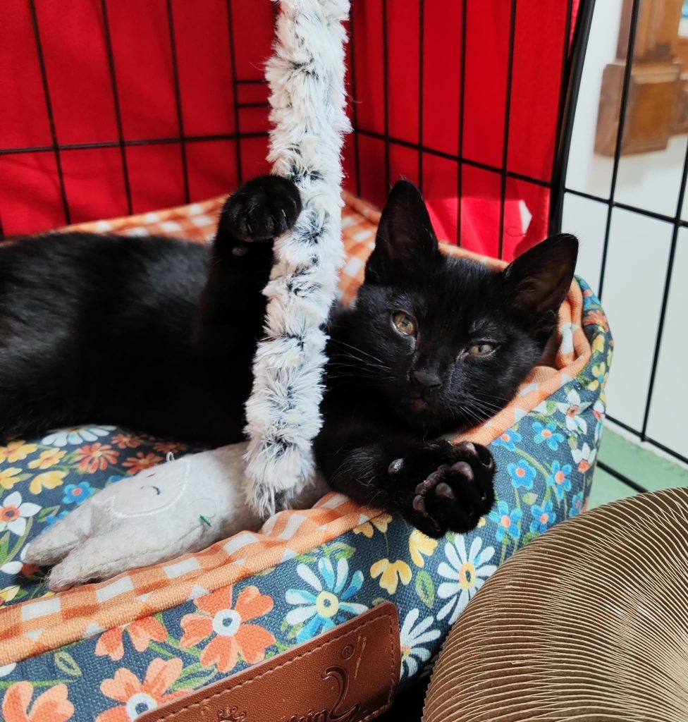 Imagen de Brujita, panterita adopción