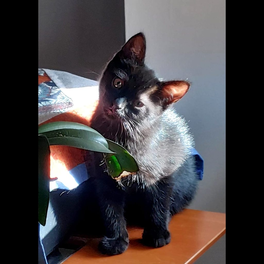 Imagen de Tizón, gatete negrito