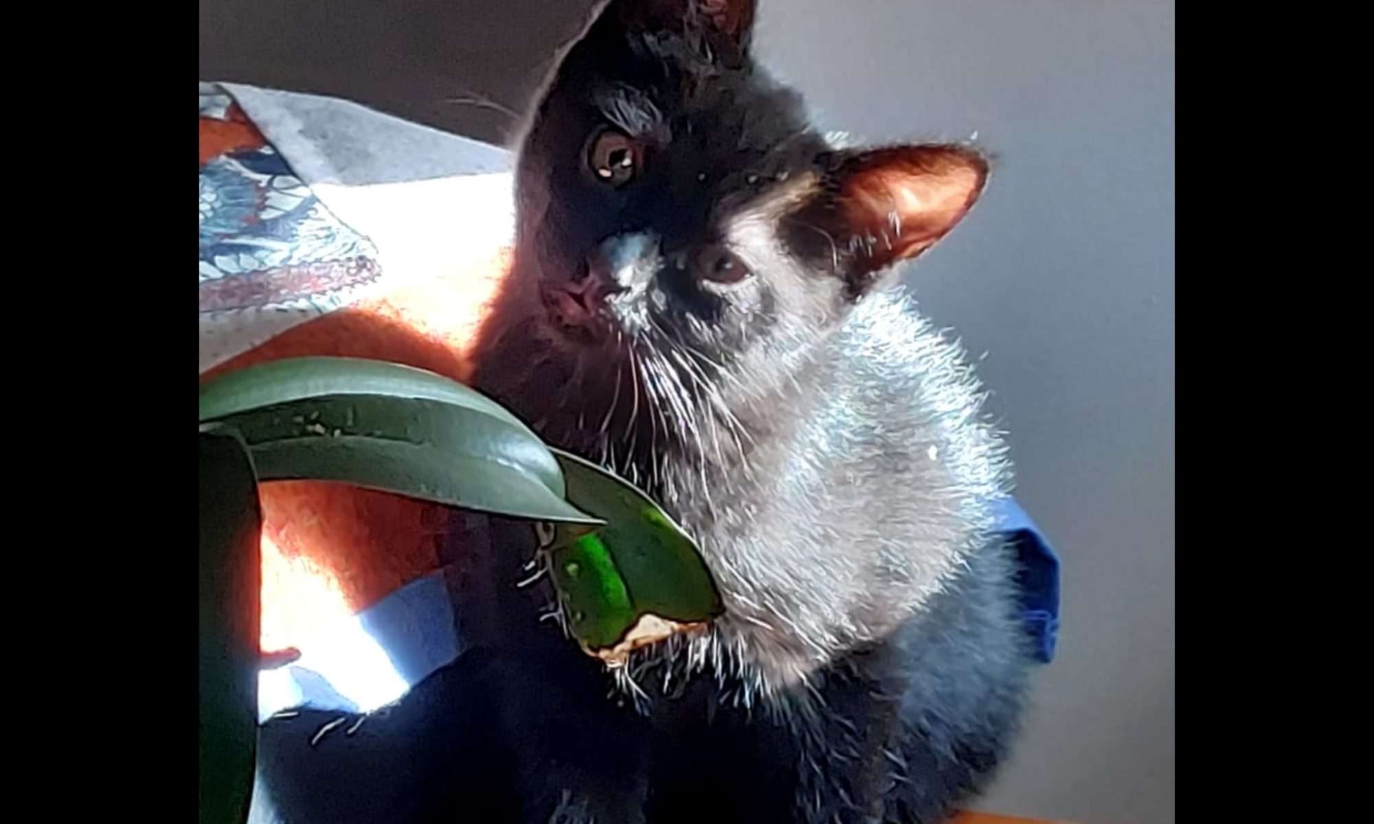 Imagen de Tazón, gatete negrito